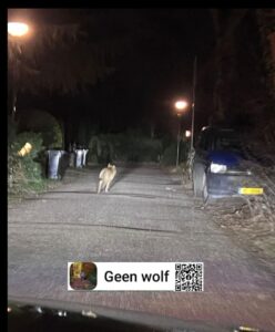 Automobilist stuit op wolf in woonwijk Maarsbergen